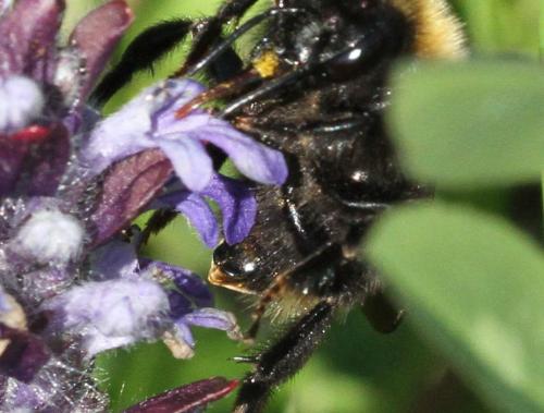 Bombus barbutellus